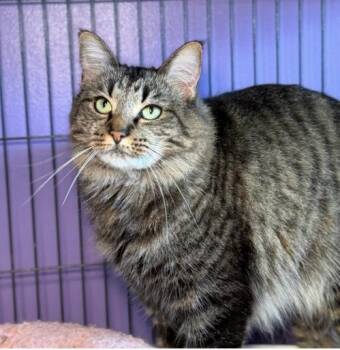Queso - PERFECTLY IMPERFECT -  Manx and Domestic Medium Hair Cat for Adoption in Boca Raton, Florida - Queso - PERFECTLY IMPERFECT | PetCurious