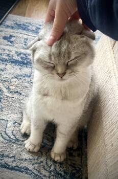 Rosemarie -  Scottish Fold Cat for Adoption - Rosemarie | PetCurious