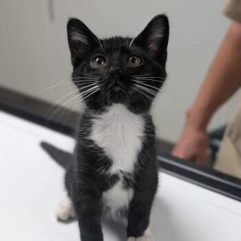 Esmerelda -  Domestic Short Hair Cat for Adoption in Canton, Illinois - Esmerelda | PetCurious