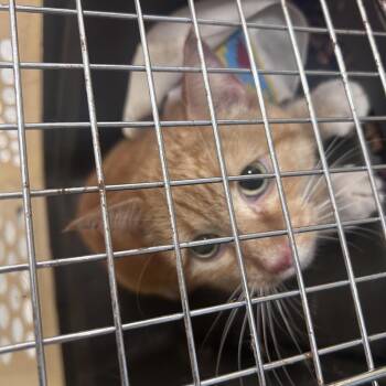 Gemini -  Domestic Short Hair Cat for Adoption in Philadelphia, Pennsylvania - Gemini | PetCurious