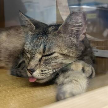 Patryce -  Domestic Short Hair Cat for Adoption in Manhattan, Kansas - Patryce | PetCurious