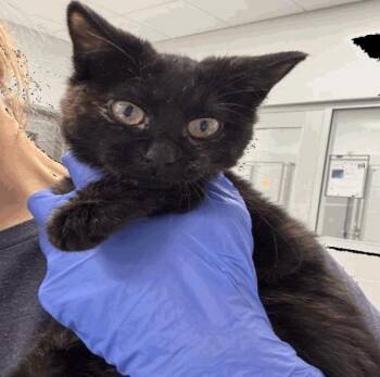 Norma -  Domestic Short Hair Cat for Adoption in Cincinnati, Ohio - Norma | PetCurious