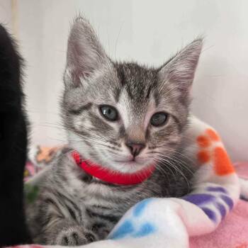Grunge (bonded w/ Elmo) -  Domestic Short Hair Cat for Adoption in Oakland, California - Grunge (bonded W/ Elmo) | PetCurious
