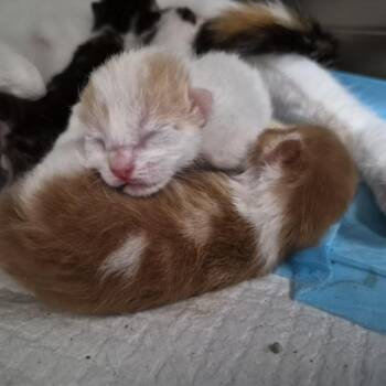 Bean -  Domestic Short Hair Cat for Adoption in Ardmore, Oklahoma - Bean | PetCurious