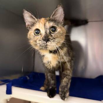 Tortilla -  Domestic Short Hair Cat for Adoption in Marshall, Virginia - Tortilla | PetCurious
