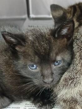 HABANERO -  Domestic Short Hair Cat for Adoption in Jacksonville, Florida - HABANERO | PetCurious