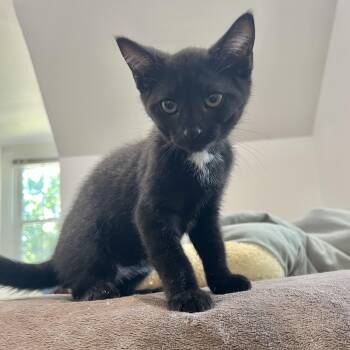 Ganon -  Domestic Short Hair Cat for Adoption in Richmond, Virginia - Ganon | PetCurious