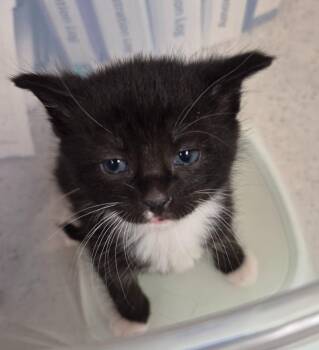 Sanji -  Domestic Short Hair Cat for Adoption in Christiansburg, Virginia - Sanji | PetCurious