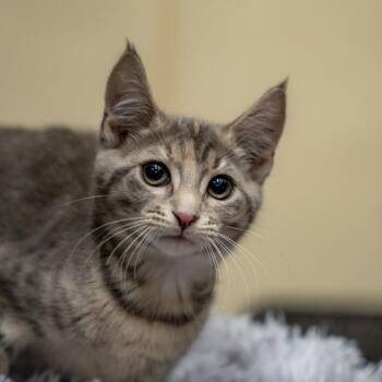 Velma -  Domestic Short Hair Cat for Adoption in Gainesville, Georgia - Velma | PetCurious