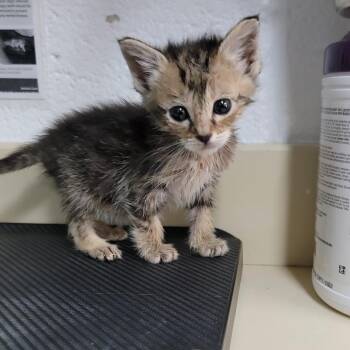 Domestic Short Hair Cats Available for Adoption in Ardmore, Oklahoma - Clover | PetCurious