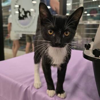 Shermina -  Domestic Short Hair Cat for Adoption in Williston, Florida - Shermina | PetCurious
