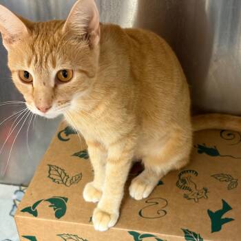 Fritter -  Domestic Short Hair and Mixed Breed Cat for Adoption in Ashtabula, Ohio - Fritter | PetCurious