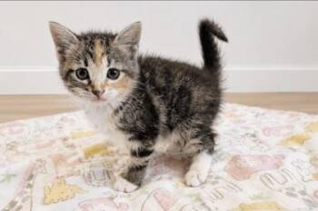 Amelia -  Domestic Short Hair Cat for Adoption in Paducah, Kentucky - Amelia | PetCurious