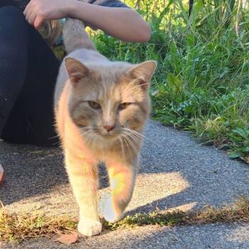 Geoff Foster Needed -  Domestic Short Hair Cat for Adoption in Minneapolis, Minnesota - Geoff Foster Needed | PetCurious