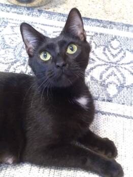 Rescue Domestic Short Hair Cats for Adoption in Port Orange, Florida - Precious *VIDEO* (super Social Young Cat) | PetCurious