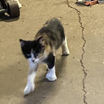 Sonnet -  Domestic Short Hair Cat for Adoption in Rochester, Minnesota - Sonnet | PetCurious