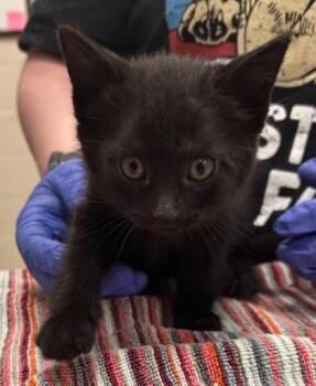 Santa Monica -  Domestic Short Hair Cat for Adoption in Fishers, Indiana - Santa Monica | PetCurious