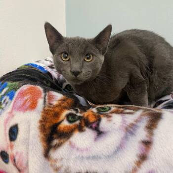 American Shorthair Cats Available for Adoption - Brodie | PetCurious