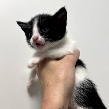 Domestic Short Hair Cats Available for Adoption in Long Beach, California - Punchy | PetCurious
