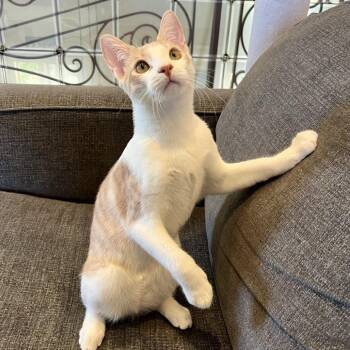 Domestic Short Hair Cats Available for Adoption in Costa Mesa, California - Fennel | PetCurious