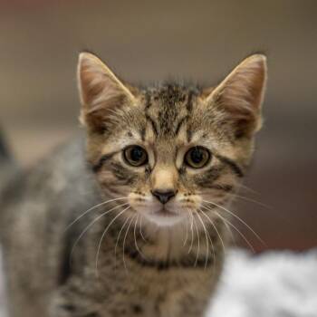Simon -  Domestic Short Hair Cat for Adoption in Gainesville, Georgia - Simon | PetCurious