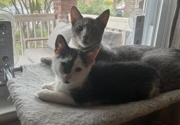 Rosie -  Domestic Short Hair Cat for Adoption in Greenbelt, Maryland - Rosie | PetCurious