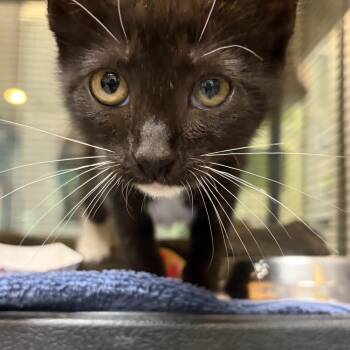 Scissors -  Domestic Short Hair Cat for Adoption in Charleston, South Carolina - Scissors | PetCurious