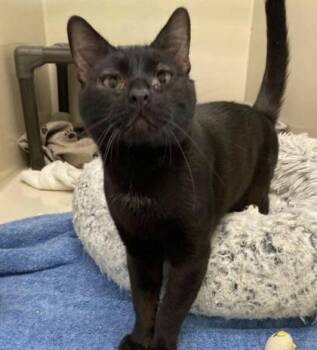 B usch -  Domestic Short Hair Cat for Adoption in Sacramento, California - B Usch | PetCurious
