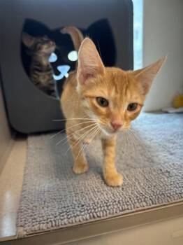 SPICE -  Domestic Short Hair Cat for Adoption in Leesburg, Virginia - SPICE | PetCurious