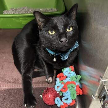 Rescue Domestic Short Hair Cats for Adoption in La Grange Park, Illinois - Loki | PetCurious