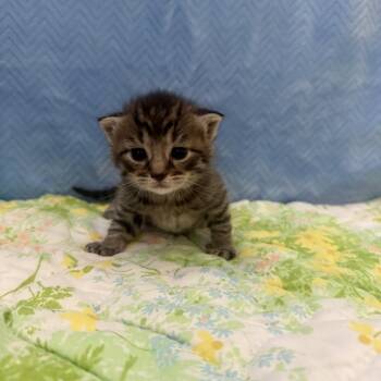 Dagwood -  Domestic Short Hair Cat for Adoption in Falls Church, Virginia - Dagwood | PetCurious
