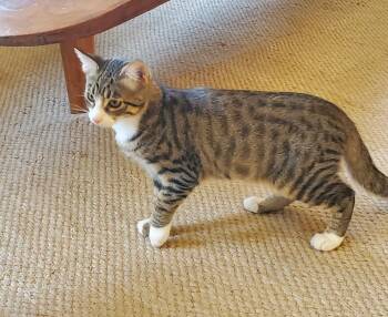 Mr Mooney -  Tabby and Domestic Short Hair Cat for Adoption in San Luis Obispo, California - Mr Mooney | PetCurious