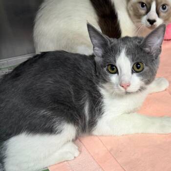 Ashlyn -  Domestic Short Hair Cat for Adoption in Belleville, Illinois - Ashlyn | PetCurious