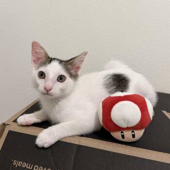 Mario -  Domestic Short Hair Cat Available for Adoption in Maple Valley, Washington - Mario | PetCurious