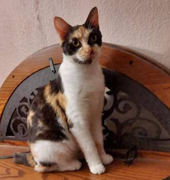 Carmen -  Domestic Short Hair Cat for Adoption in Riverside, California - Carmen | PetCurious