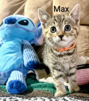 Max -  Domestic Short Hair Cat Available for Adoption in Binghamton, New York - Max | PetCurious