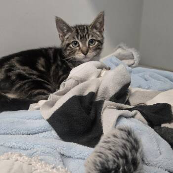 Cabbie -  Domestic Short Hair Cat for Adoption in Dearborn, Michigan - Cabbie | PetCurious