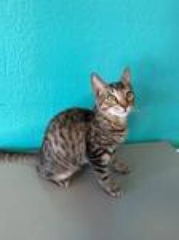 Nico -  Domestic Short Hair Cat for Adoption in Chico, California - Nico | PetCurious
