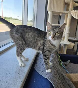 Crepe -  Domestic Short Hair Cat for Adoption in Blaine, Minnesota - Crepe | PetCurious