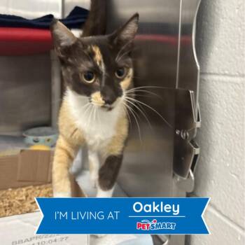Praline -  Domestic Short Hair Cat for Adoption in Cincinnati, Ohio - Praline | PetCurious
