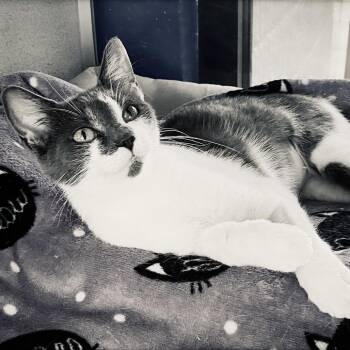 Sarabi -  Domestic Short Hair Cat for Adoption in Huntsville, Alabama - Sarabi | PetCurious