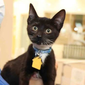 Rescue Domestic Short Hair Cats for Adoption in Port Washington, New York - Thumper | PetCurious