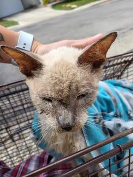 PAPITO -  Siamese Cat for Adoption in San Antonio, Texas - PAPITO | PetCurious
