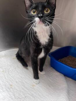 Harper -  Domestic Short Hair Cat for Adoption in Clarksville, Tennessee - Harper | PetCurious