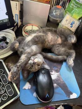 Tom Yum -  Domestic Short Hair Cat for Adoption in Trenton, New Jersey - Tom Yum | PetCurious