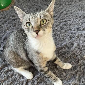 Rescue Domestic Short Hair Cats for Adoption - Frack | PetCurious