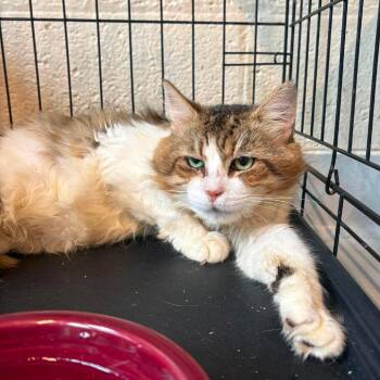 Abraham -  Domestic Medium Hair Cat for Adoption in Huntington, West Virginia - Abraham | PetCurious