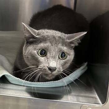 Stormy -  Russian Blue Cat for Adoption in Oyster Bay, New York - Stormy | PetCurious