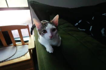 Rescue Turkish Van Cats for Adoption in Cary, North Carolina - Sugar | PetCurious