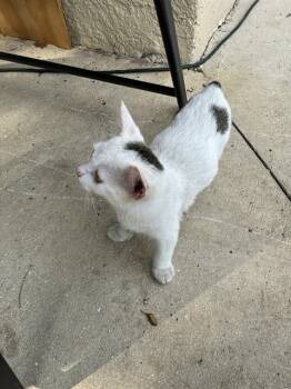 Domestic Short Hair Cats Available for Adoption in Fort Myers, Florida - DOMINO | PetCurious